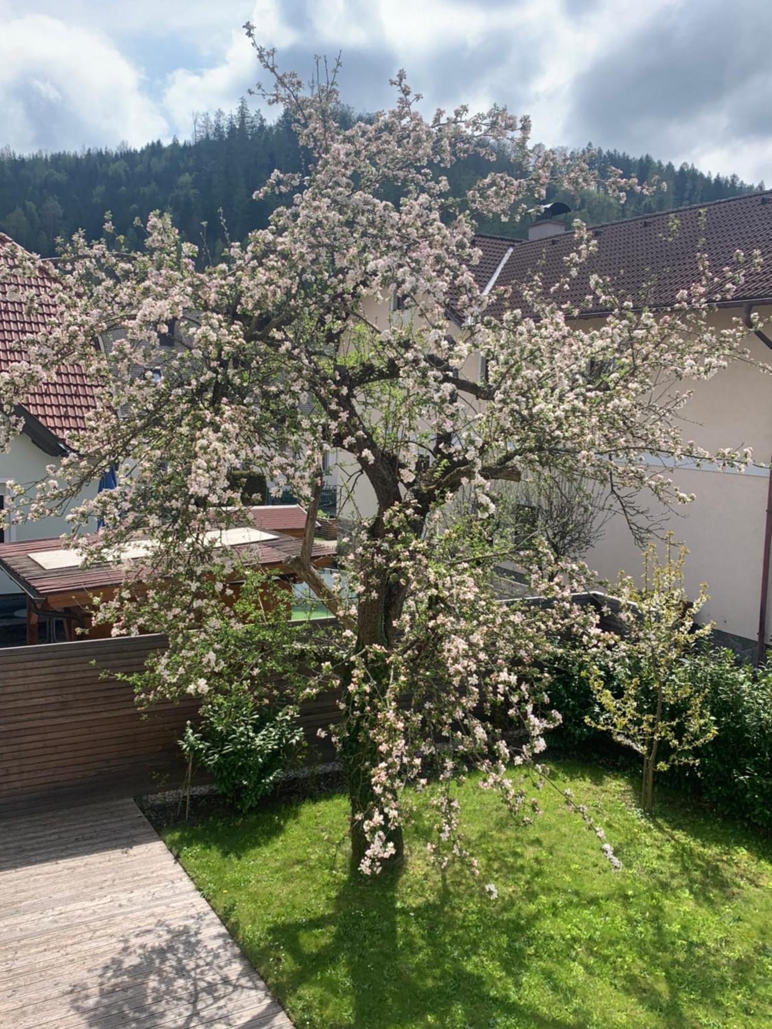 Haus Zwei Διαμέρισμα Aspang Markt Εξωτερικό φωτογραφία